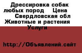 Дрессировка собак любых пород. › Цена ­ 500 - Свердловская обл. Животные и растения » Услуги   
